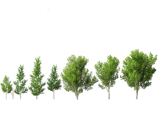 North American Trees & Shrubs Pack 43 - Image 14
