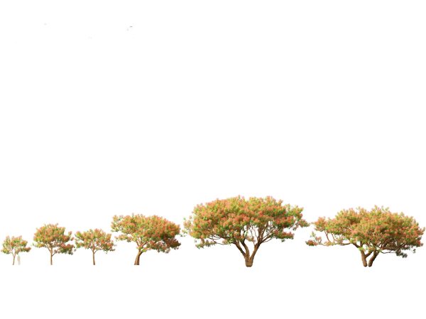 Tropical Giants & Blooms Pack 01 - Image 6