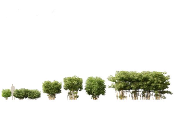 Elegant Bamboo & Grasses Pack 33 - Image 4