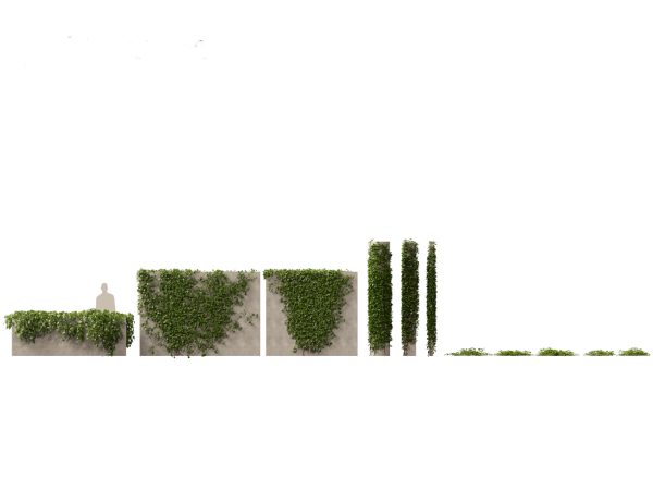 Exotic Vines & Climbers Pack 37 - Image 10