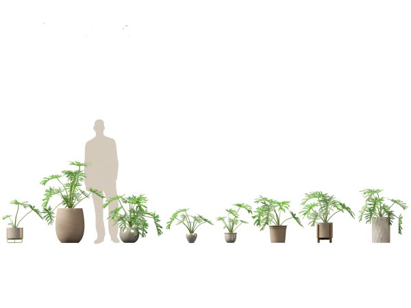 Chic Indoor Potted Plants Pack 27 - Image 16