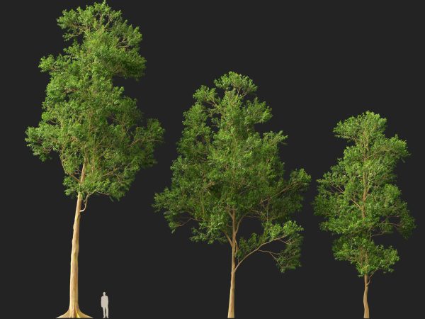 Eucalyptus deglupta - Rainbow Gum 3D Model - Image 9
