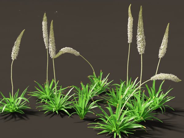 Garden Greenery Essentials Pack 39 - Image 14