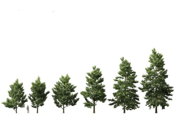 European Broadleaf Trees Pack 17 - Image 4