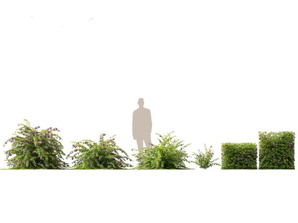 Tropical & Architectural Foliage Pack 51 - Image 12