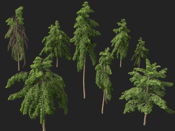 Carallia brachiata Honiara - Freshwater Mangrove 3D Model - Image 3