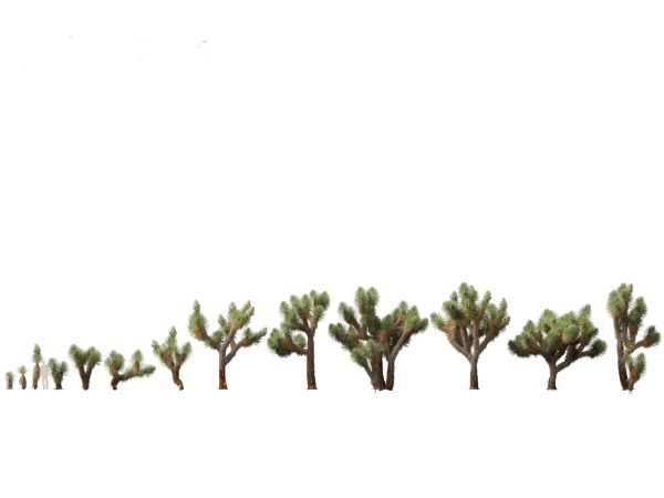 Succulents & Desert Plants Pack 07 - Image 15