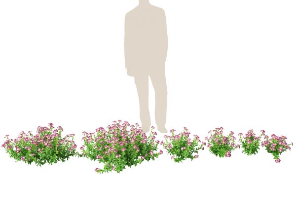 Flowering Perennials & Herbs Pack 42 - Image 20