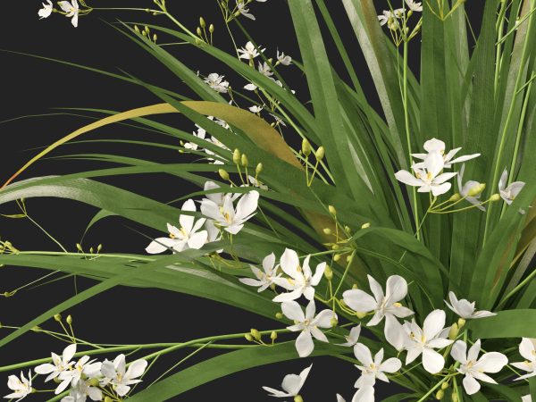 Libertia paniculata - Branching grass-flag 3D Model - Image 4