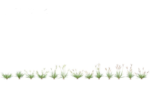 Meadow & Grassland Plants Pack 34 - Image 18