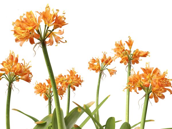 Exotic Tropical Greenery Pack 36 - Image 19