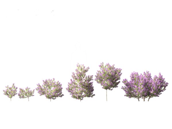 Flowering Garden Shrubs Pack 47 - Image 8