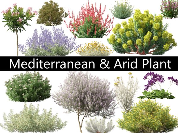 Mediterranean & Arid Plants Pack 44