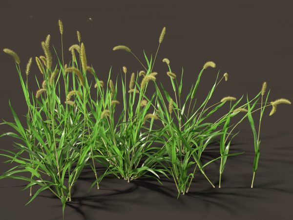 Meadow & Grassland Plants Pack 34 - Image 34