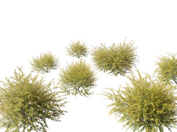 Australian Garden Essentials Pack 30 - Image 4