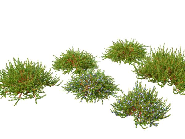 Flowering Garden Shrubs Pack 47 - Image 25