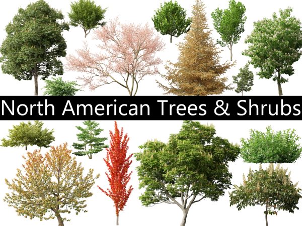 North American Trees & Shrubs Pack 43