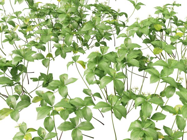 Aquatic & Wetland Plants Pack 45 - Image 13