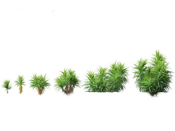 Tropical & Exotic Foliage Pack 49 - Image 9