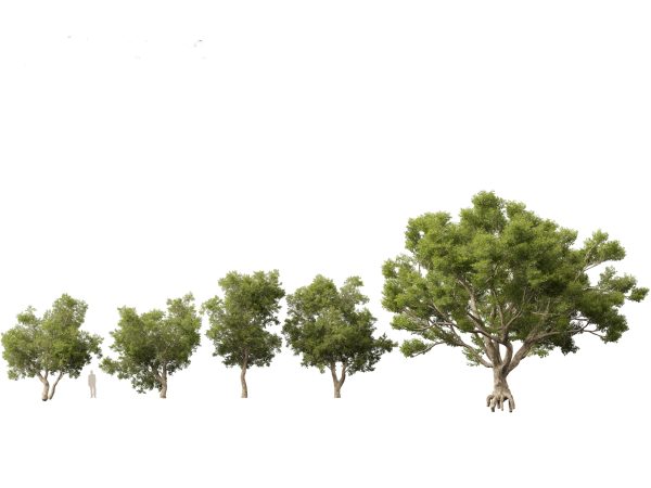 Parkland & Avenue Trees Pack 12 - Image 14