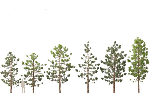 Tropical & Subtropical Trees Pack 46 - Image 27