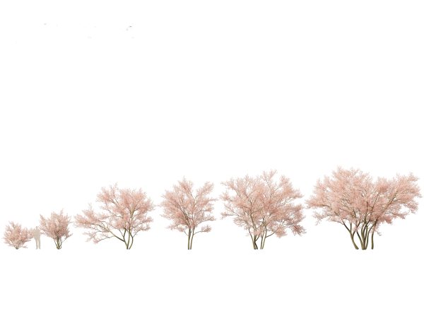 North American Trees & Shrubs Pack 43 - Image 7