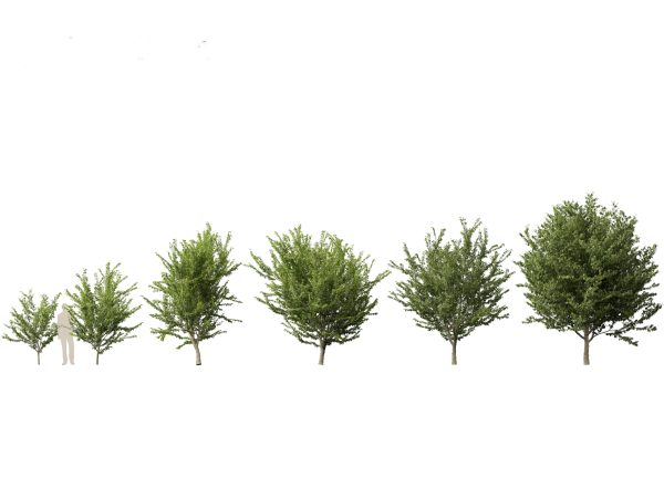 Northern Forest Trees Pack 19 - Image 10