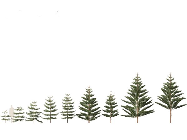 Evergreen Conifers Pack 05 - Image 2