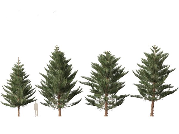 Tropical & Subtropical Trees Pack 46 - Image 26