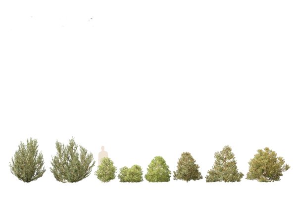 Mediterranean & Arid Plants Pack 44 - Image 11