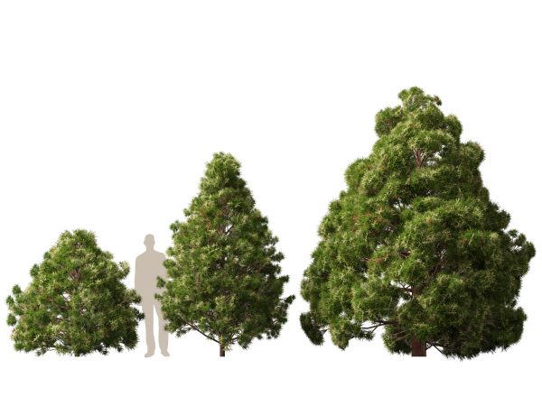 UE5 Wind Plants - cryptomeria japonica - Japanese cedar - Image 9