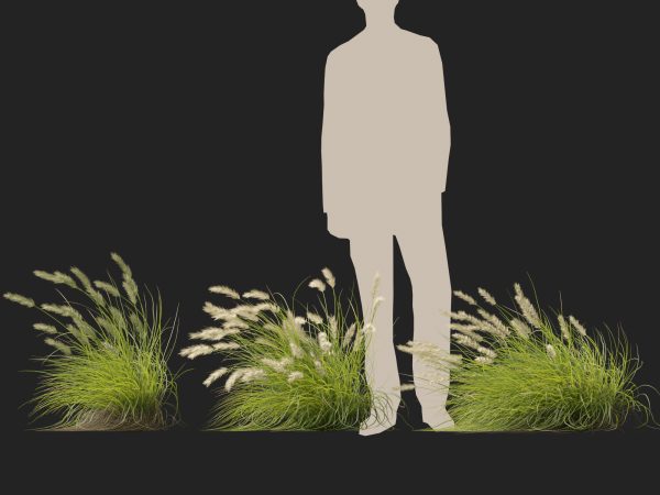 Pennisetum alopecuroides Pennstripe – Swamp Foxtail Grass 02 3D Model - Image 6