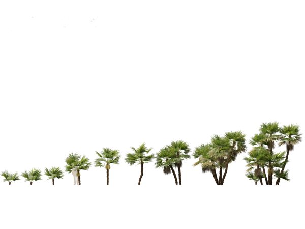 Tropical Giants & Palms Pack 02 - Image 2