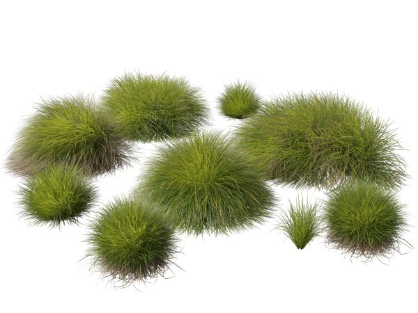 Decorative Ornamental Grasses Pack 29 - Image 8