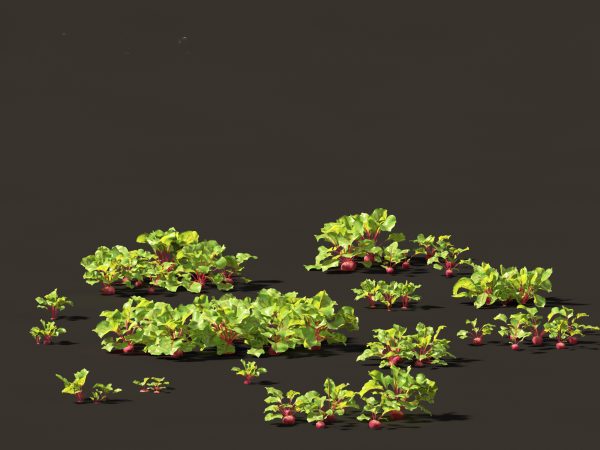 Edible Garden Plants Pack 28 - Image 3
