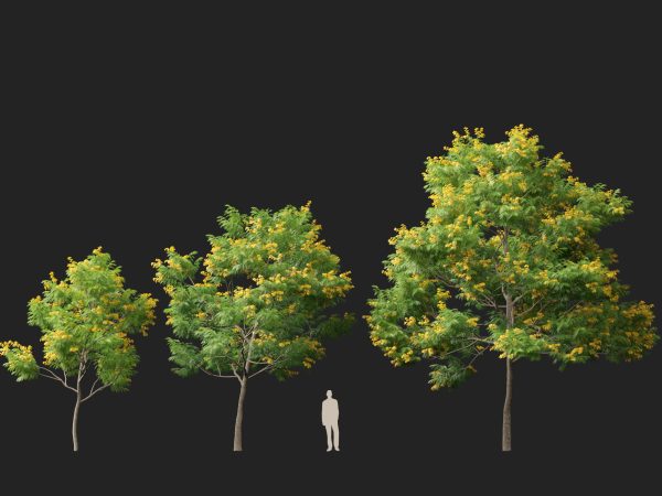Bulnesia arborea - verawood 3D Model - Image 11