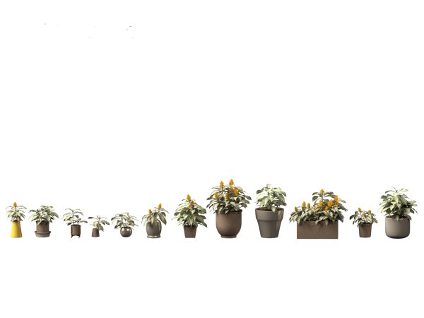 Chic Indoor Potted Plants Pack 27 - Image 13