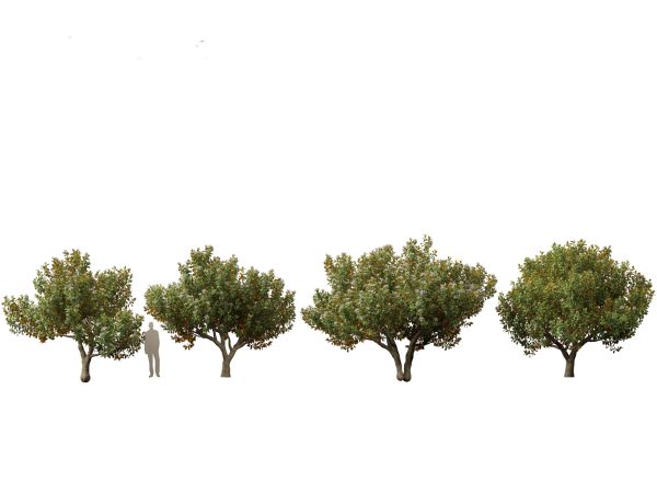 Asian Ornamental Trees Pack 21 - Image 7