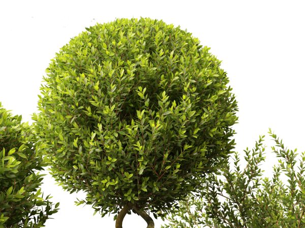Large Potted Greenery Pack 40 - Image 23