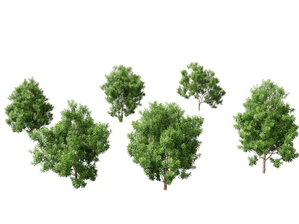 Australian Native Trees Pack 31 - Image 29