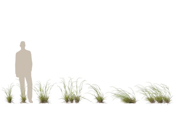 Microlaena stipoides - Weeping meadow grass 3D Model - Image 2