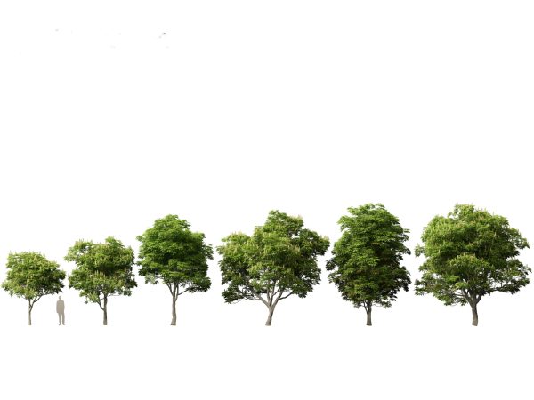 North American Trees & Shrubs Pack 43 - Image 4