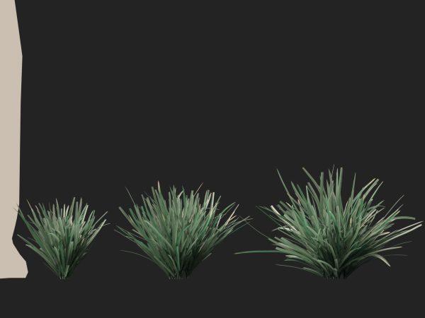 Lomandra filiformis Savanna Blue - Wattle Mat-Rush 3D Model - Image 8