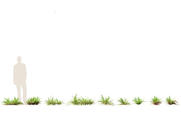Shade Garden Plants Pack 08 - Image 17