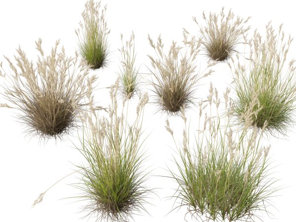 Rytidosperma caespitosum - Common Wallaby-grass 3D Model