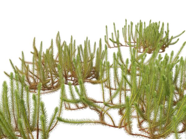Aquatic & Wetland Plants Pack 45 - Image 12