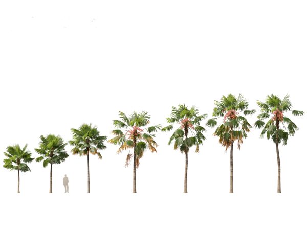 Palms & Exotics Pack 25 - Image 17
