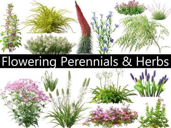 Flowering Perennials & Herbs Pack 42
