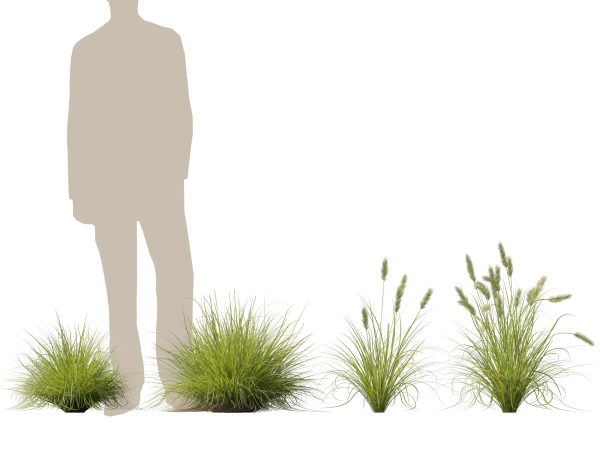 Pennisetum alopecuroides Pennstripe – Swamp Foxtail Grass 3D Model - Image 11