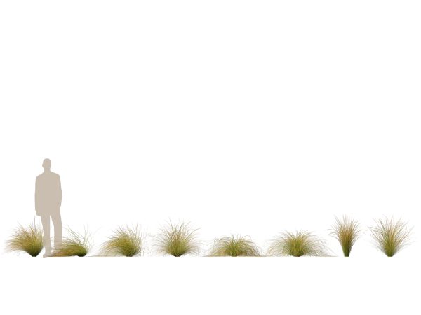Elegant Bamboo & Grasses Pack 33 - Image 15